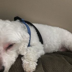 Meet your Posher, Casey pookie